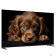 LCD, LED телевизоры Topdevice Topdevice 50