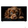 LCD, LED телевизоры Topdevice Topdevice 55