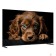LCD, LED телевизоры Topdevice Topdevice 55