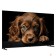 LCD, LED телевизоры Topdevice Topdevice 65